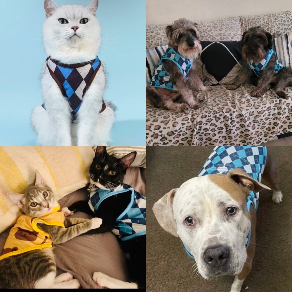 2/$10 Argyll Blue Diamond Pattern Pet Shirt (Dog or Cat)